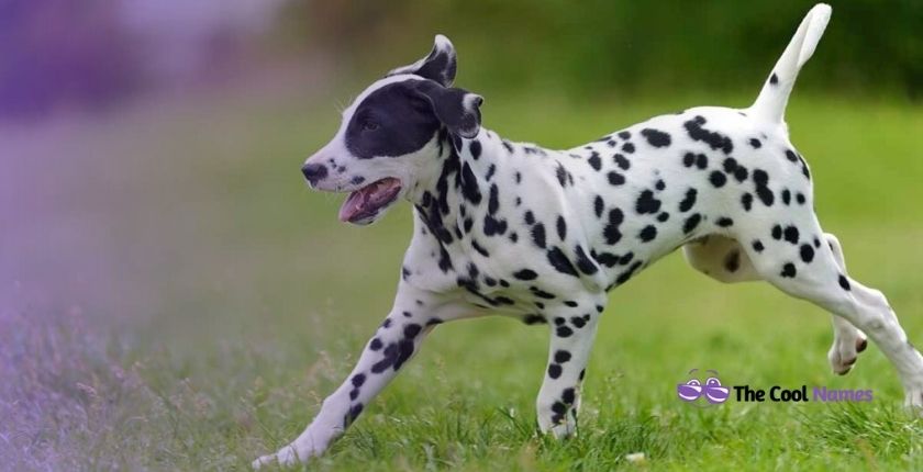 Adorable White and Black Dots Dog Name