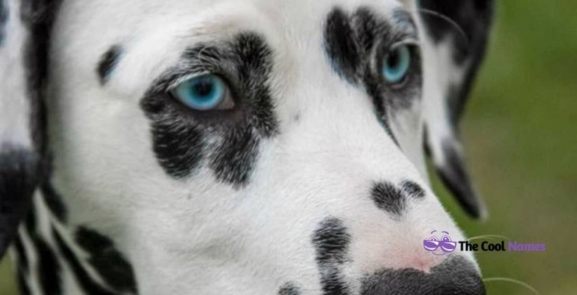 Badass White Dog with Black Spots Breed Name