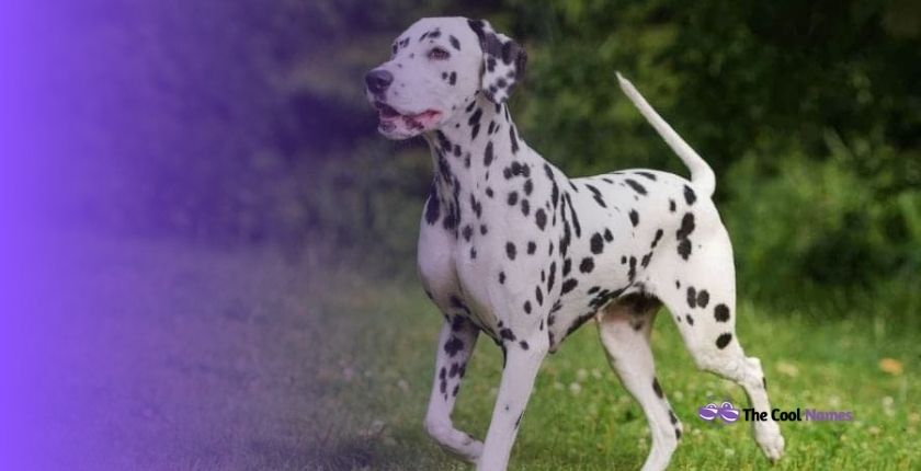 Badass White Dog with Black Spots Breed Name