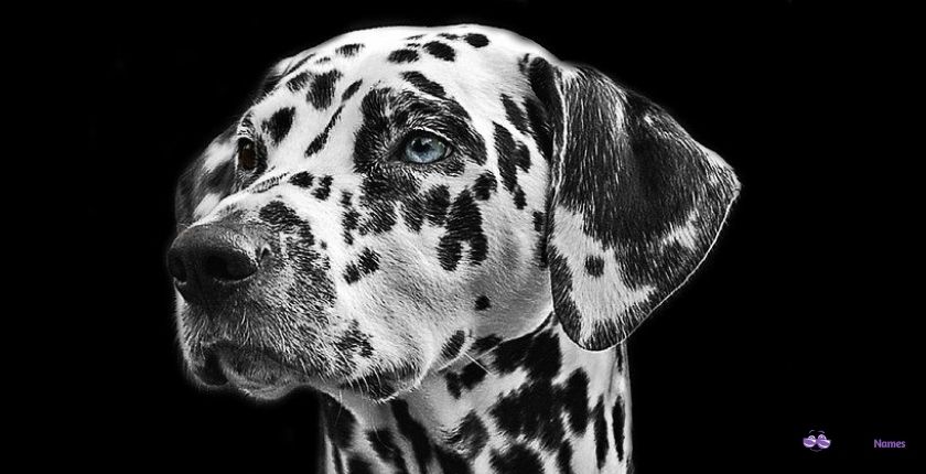 450-good-black-and-white-dog-names-and-nicknames