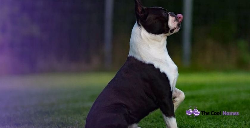 Names For a Black Dog with White Chest