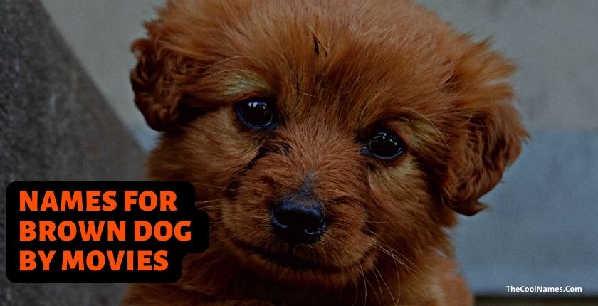 Best Names for Brown Dog by Movies