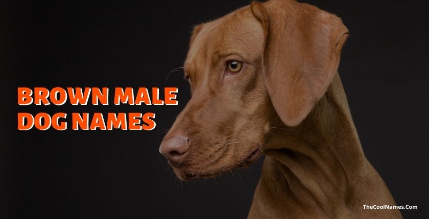 Brown Male Dog Names