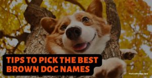 Cute Names For Brown Dogs [Male And Female Name List]