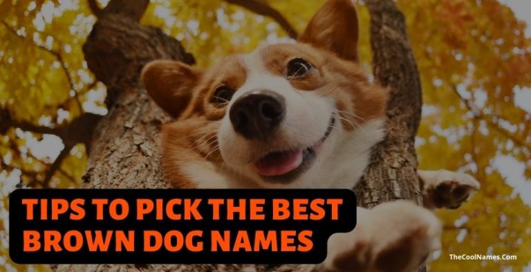 Cute Names For Brown Dogs [male And Female Name List]