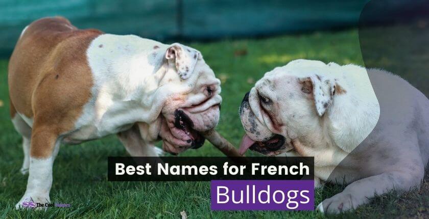 Names for French Bulldogs