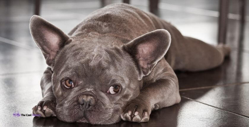 1000+ Cool Names For Grey French Bulldogs [Girl And Boy]