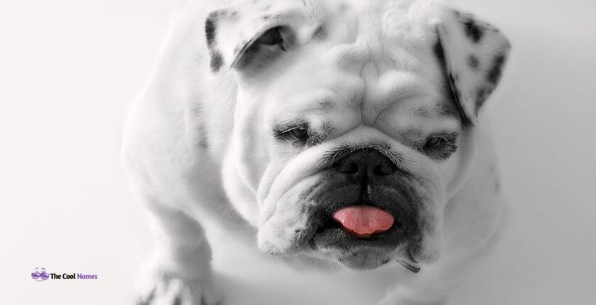 75+ Best Names for French Bulldogs [Male & Female Bulldogs ...