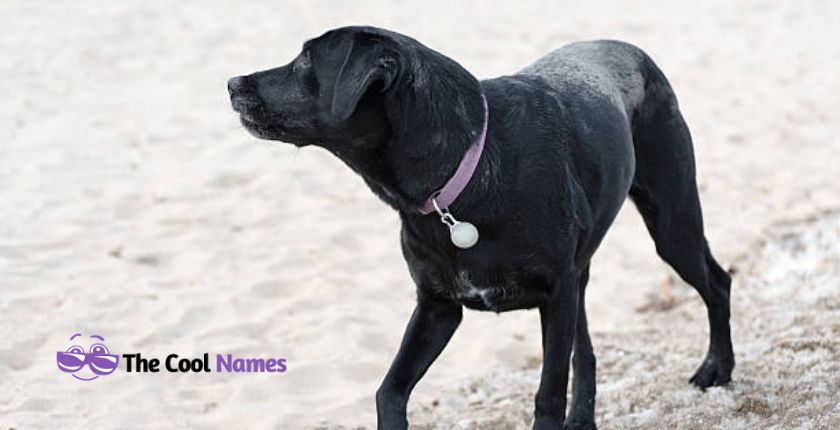 Badass Black Dog Names