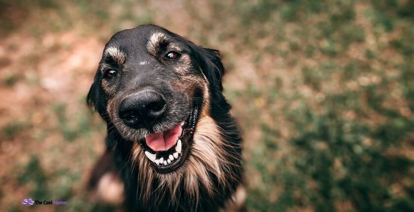 Black Dog Names 