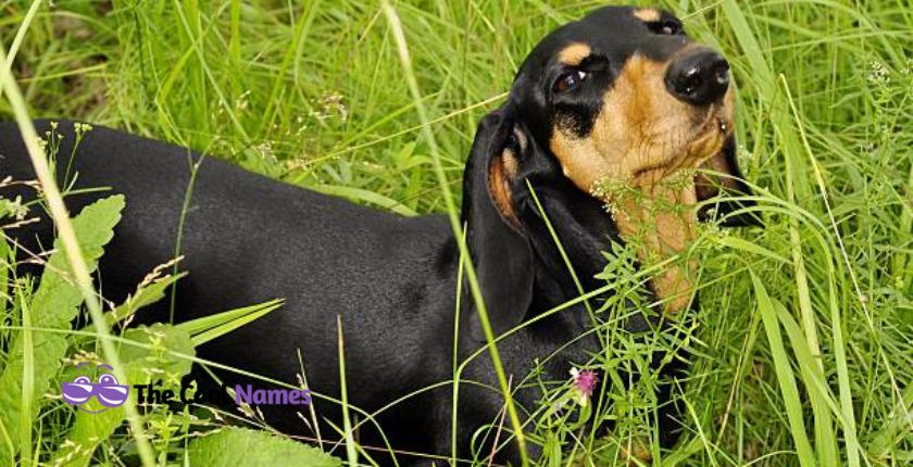 Black and Brown Dog Names