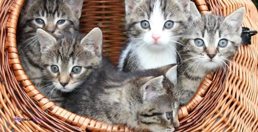Cute Names for Triplet Kittens