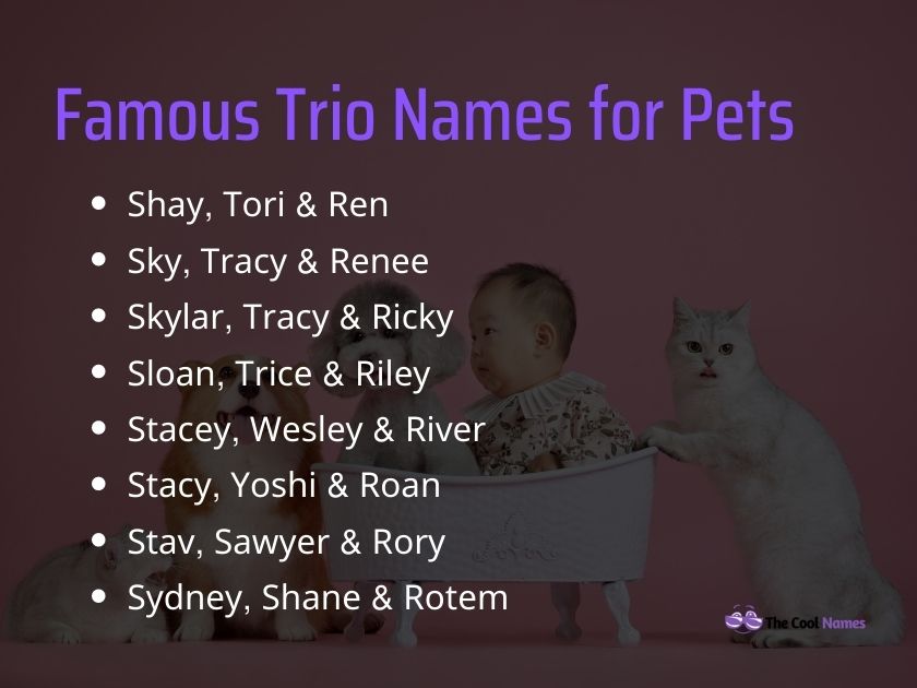 Famous Trio Names for Pets