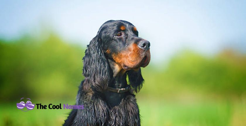 Funny Black Dog Names