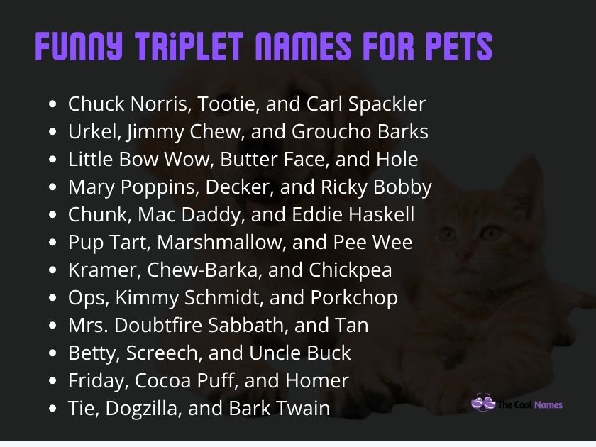 Cool Triplet Names For Pets: You'll Love These Trio Names