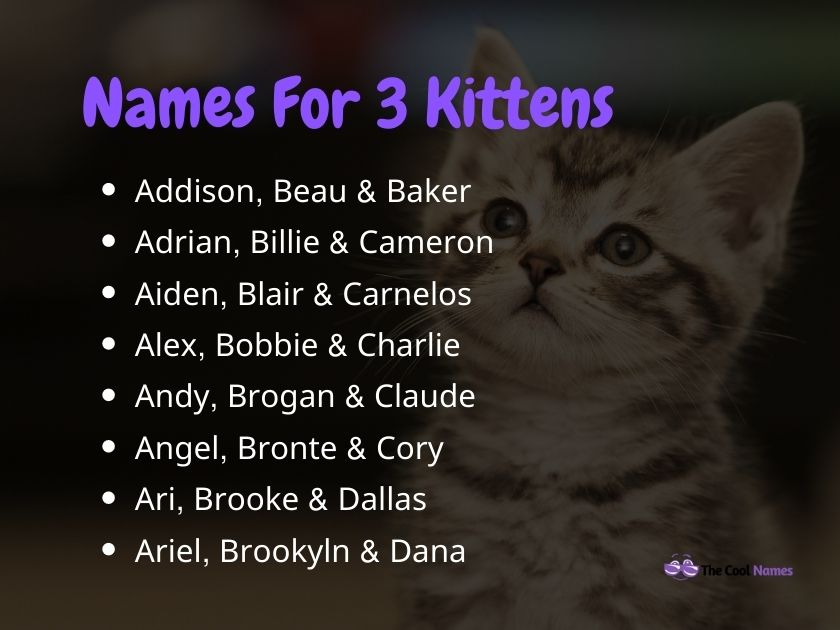 Names For 3 Kittens
