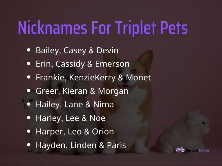 Cool Triplet Names For Pets You'll Love These Trio Names