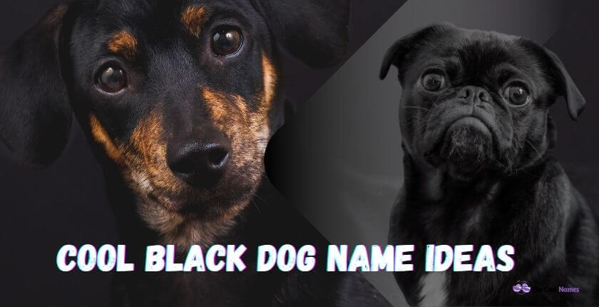 Cool Black Dog Names