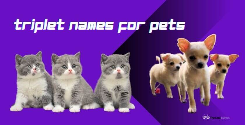 Triplet Names for Pets