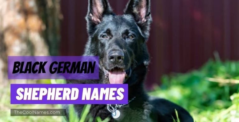 Cool German Shepherd Names For Male And Female Dogs [2024]