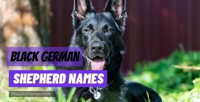 Black German Shepherd Names