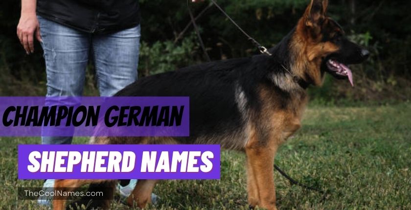 Champion German Shepherd Names