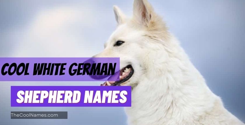 Cool White German Shepherd names