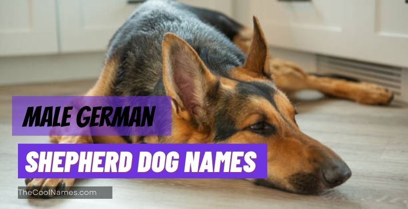 Male German Shepherd Dog Names
