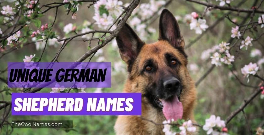 Unique German Shepherd Names