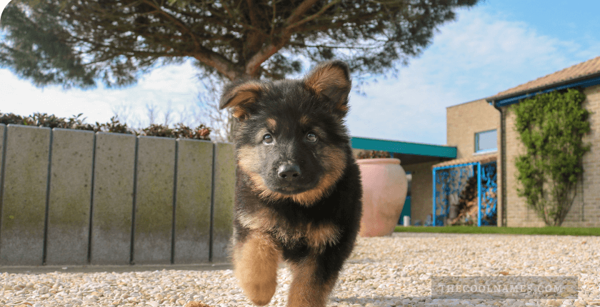 German shepherd names