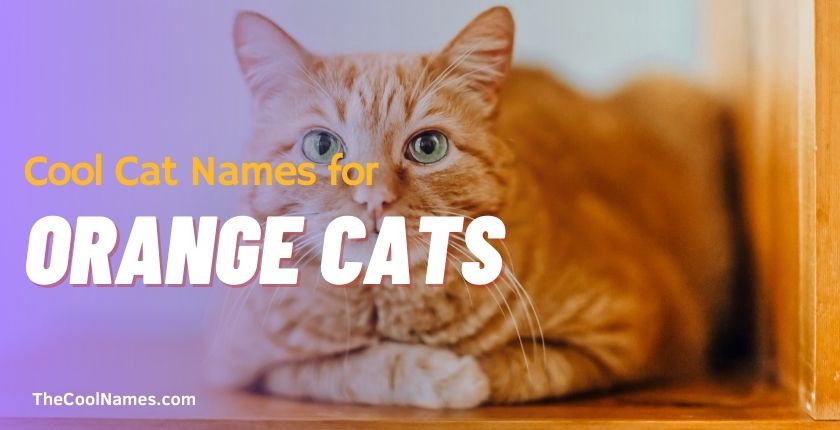 Cool Cat Names for Orange Cats