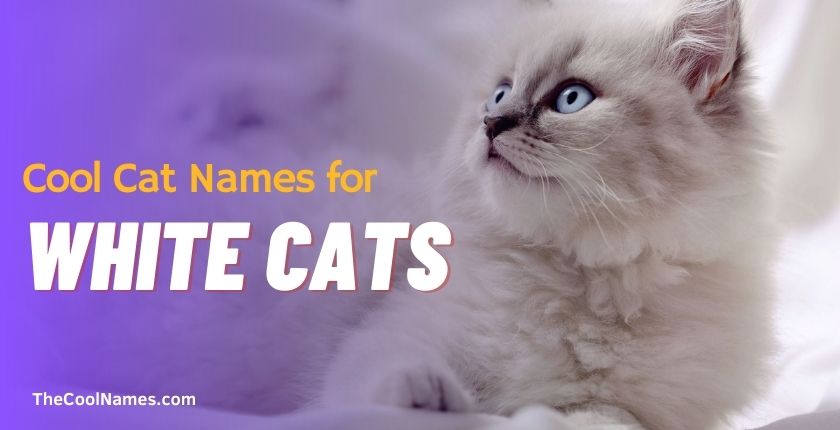 Cool Cat Names for White Cats