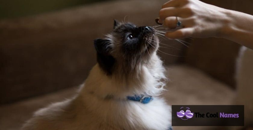 Himalayan Cat Names