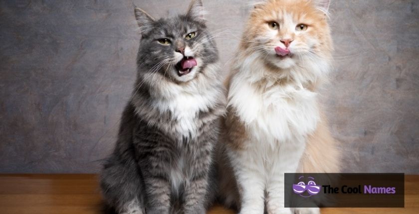 Maine Coon Cat Names