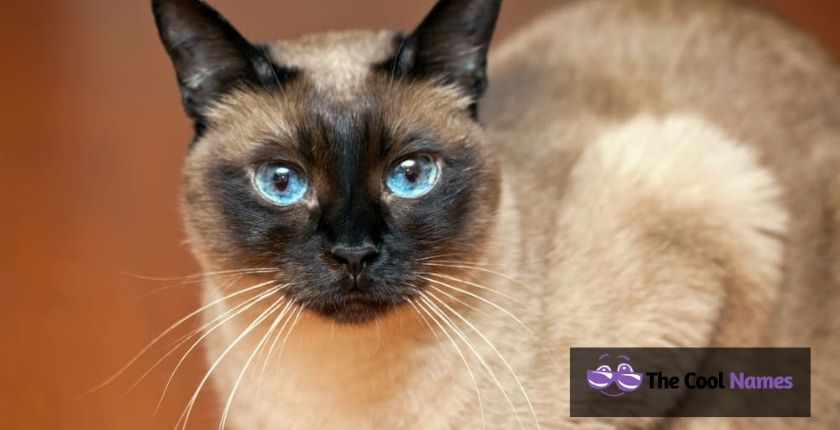 Siamese Cat Names