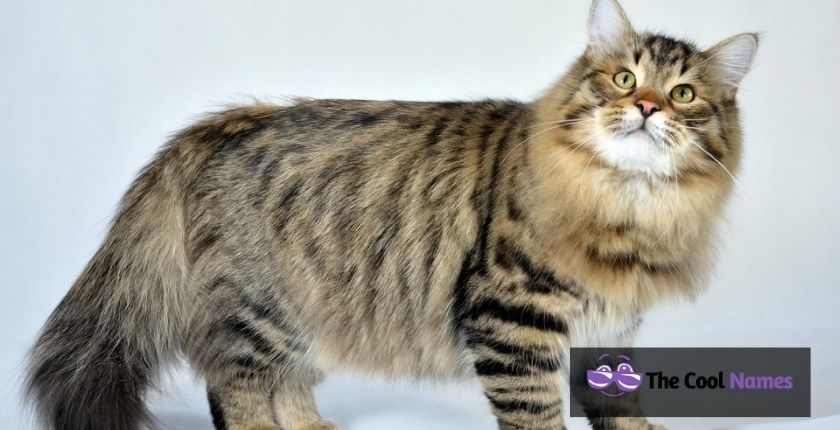 Siberian Cat Names