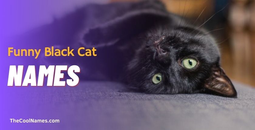 Funny Black Cat Names