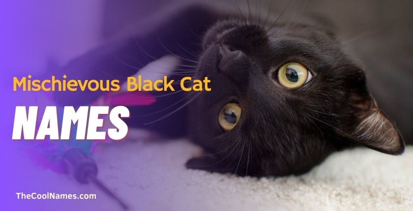 Mischievous Black Cat Names