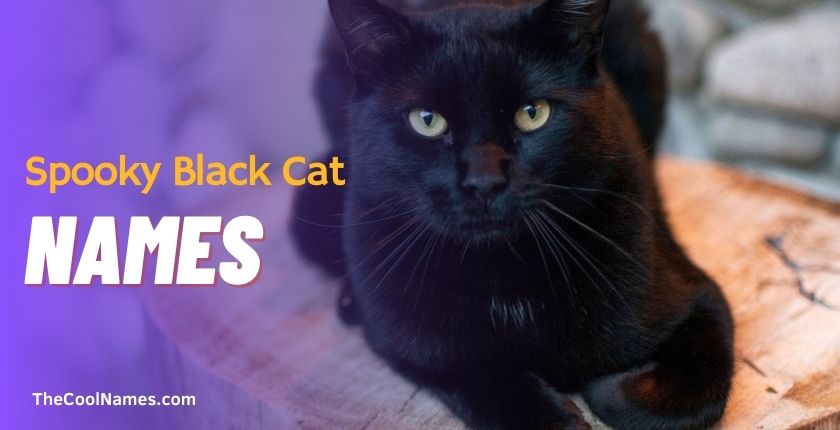 Spooky Black Cat Names