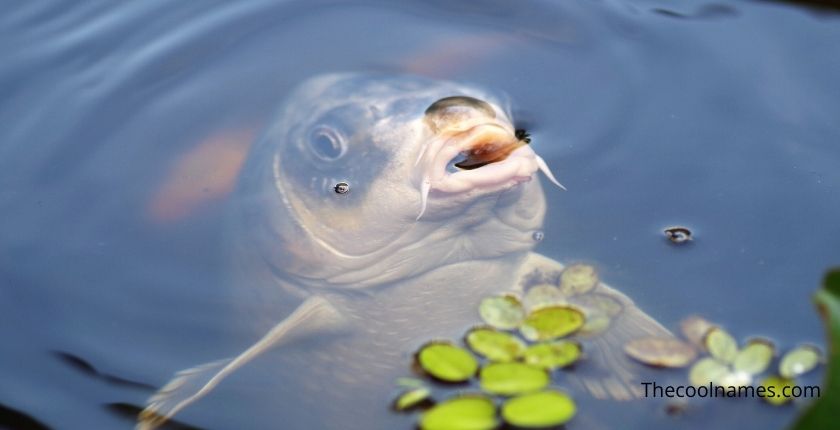 Silverfish in water