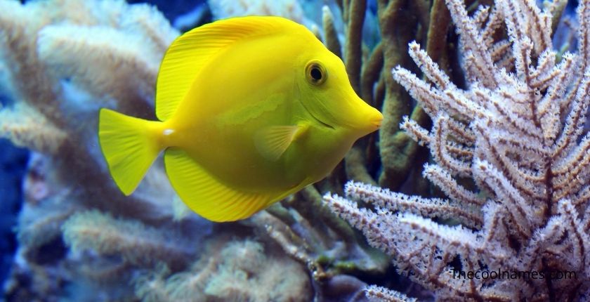 Cute Yellow Fish