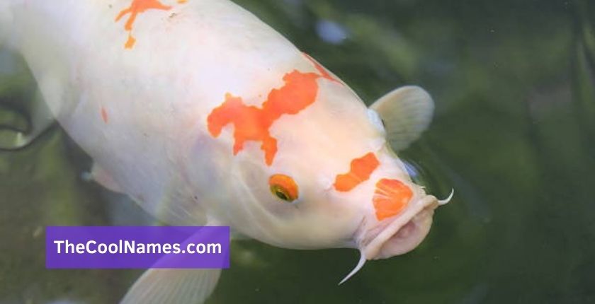 Koi Fish Name Ideas