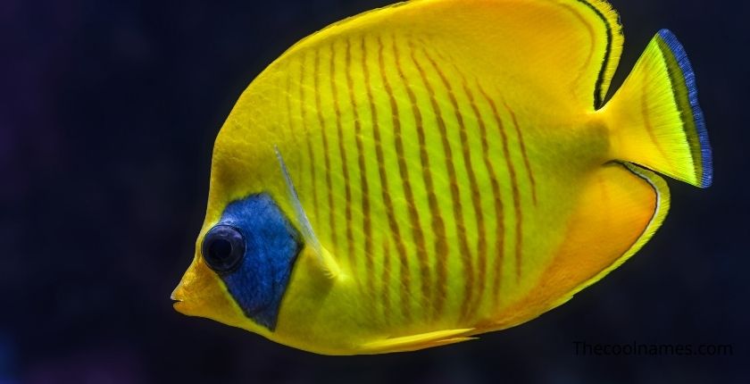 Yellow and Blue Fish