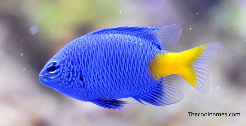 Fantastic Blue Fish