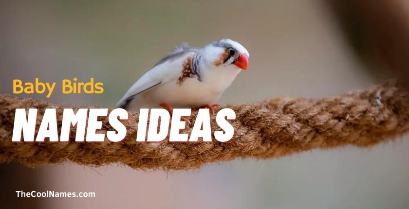 Baby Birds Names Ideas