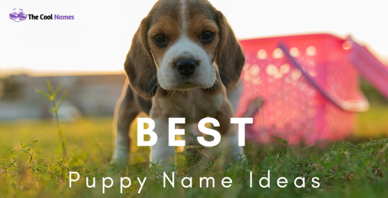 cute-puppy-names-of-white-and-black-dogs-for-girls-and-boys