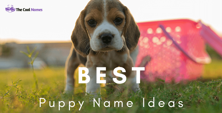 Best Cute Puppy Names