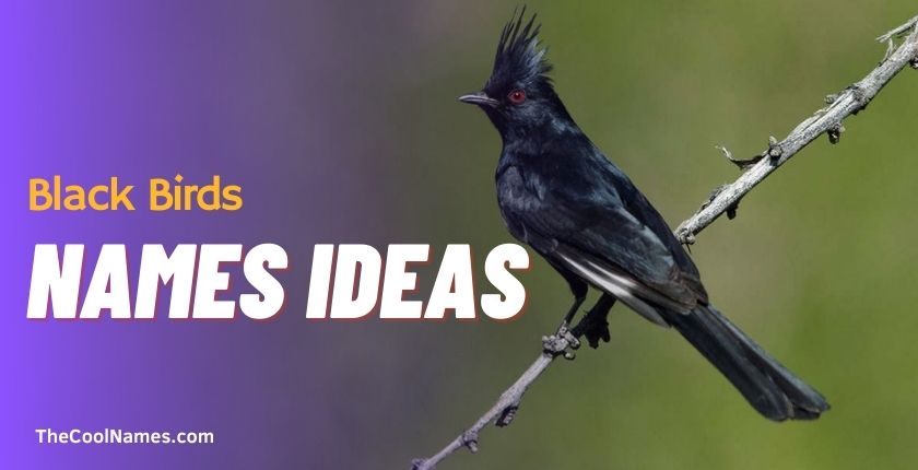 Black Birds Names Ideas