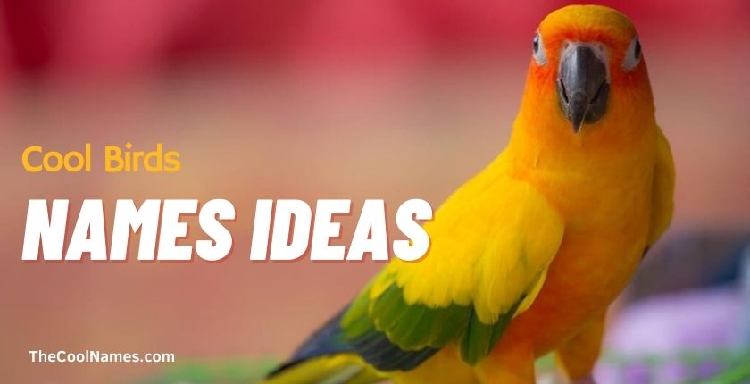 Cool Birds Names Ideas
