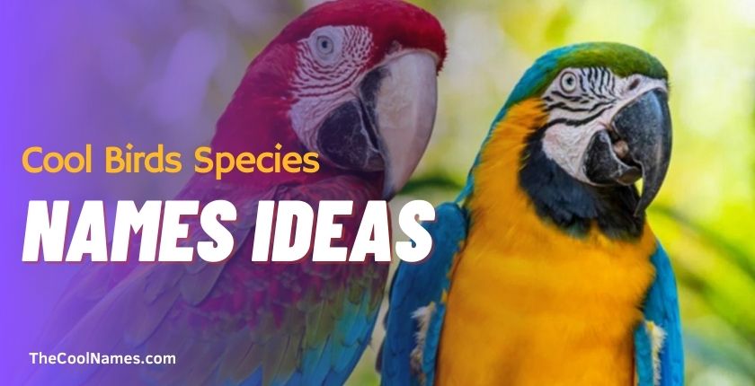 Cool Birds Species Name Ideas